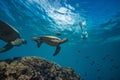 Big turtle in coral reef underwater shot Royalty Free Stock Photo