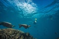 Big turtle in coral reef underwater shot