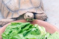 Big turtle eating lettuce Royalty Free Stock Photo