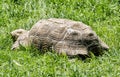 Big turtle feeding in the green grass, animal scene