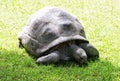 Big turtle feeding in the green grass, beauty in nature