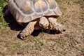 Big turtle feeding on a single piece of grass