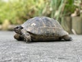 Big Turtle in the Garden.