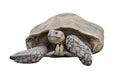Big turtle isolated on white background Royalty Free Stock Photo