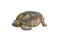 Big turtle isolated on white background, clipping path Royalty Free Stock Photo