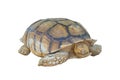 Big turtle isolated on white background, clipping path Royalty Free Stock Photo