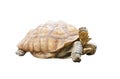 Big turtle isolated on white background with clipping path Royalty Free Stock Photo