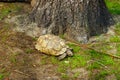 Big turtle at Korkeasaari Zoo in Helsinki at summer Royalty Free Stock Photo