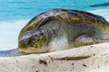 The big turtle Royalty Free Stock Photo