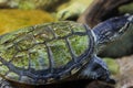 Big turtle looks away. Side view, blurred background. Swimming underwater turtle.