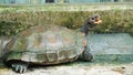 A big turtle with the mouth opened