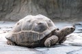 A big turtle moving slowly