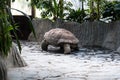 A big turtle moving slowly