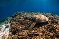 Big turtle over coral bottom in blue ocean