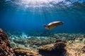 Big turtle over coral bottom in blue ocean