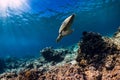 Big turtle over coral bottom in blue ocean