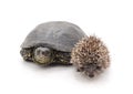 Big turtle and small hedgehog. Royalty Free Stock Photo