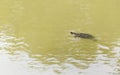 Big turtle swimming in a farm lake Royalty Free Stock Photo
