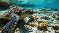 Big Turtle Swimming at Shiraho Beach, Japan - AI Generated Royalty Free Stock Photo