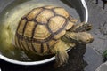 Big Turtle in the tank. Royalty Free Stock Photo