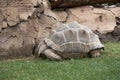 Big turtle walking through the grass Royalty Free Stock Photo