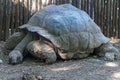 Big turtle Zanzibar