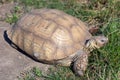 Big turtoise eating grass in a sunny day. Royalty Free Stock Photo