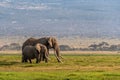 Big Tusker Bull Elephant and Female in Kenya Royalty Free Stock Photo