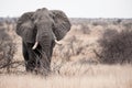 Big Tusker Royalty Free Stock Photo