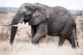 Big Tusker On The Move Royalty Free Stock Photo