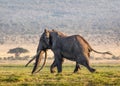 Big Tusker Tim in Musk Running Royalty Free Stock Photo