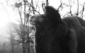 A big two-humped camel in profile, black and white photo Royalty Free Stock Photo