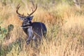 Big typical buck grooming himself Royalty Free Stock Photo