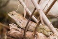 Big Typical Orange Lizard on the Wood Royalty Free Stock Photo