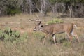 Big typical whitetail buck during the rut Royalty Free Stock Photo