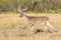 Big typical whitetail buck Royalty Free Stock Photo