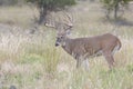 Big typical whitetail buck searching for doe in heat Royalty Free Stock Photo