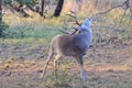 Big typical whitetail buck tasting the air Royalty Free Stock Photo