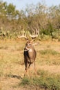 Big typical whitetail buck Royalty Free Stock Photo