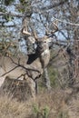 Big typical whitetail buck in vertical picture Royalty Free Stock Photo
