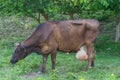 Dairy cow. Big udder full of milk. Royalty Free Stock Photo