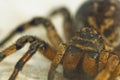 A big ugly bouncing spider tarantula is sitting on the ground on a white background. Eyes and fangs of an adult hairy wolf spider Royalty Free Stock Photo