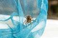 A big ugly jumping spider tarantula is sitting on a net. adult hairy wolf spider crawling close up macro Royalty Free Stock Photo