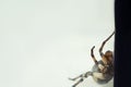 A big ugly jumping tarantula spider sits on the ground on a white background in an aggressive position. The eyes and fangs of an Royalty Free Stock Photo