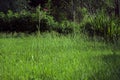 Big uncultivated meadow with different types of grass