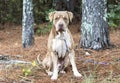 Big unneutered male Shar Pei and American Bulldog mix breed dog tied on leash outside