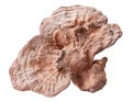 Big useful dry reishi mushroom isolated on white background with clipping path. Chinese medicine mushroom Royalty Free Stock Photo