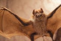 Big vampire bat Royalty Free Stock Photo