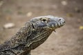 Big varan head on blurry background, comodo dragon Royalty Free Stock Photo