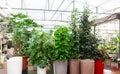 Big variety of big plants inside of botanic green house